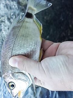 Дивноморское, отводной: розовый, зеленый, белый — много зацепов и откусов