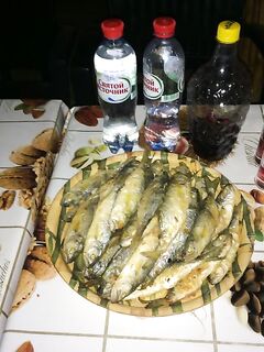 Судак, «самодур» по луфарю: ведро за 1,5 часа и острые зубы — аккуратно