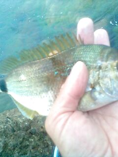 Архипо-Осиповка, сентябрь: джиг 2,5–3 г, утренний горбылик и скорпена