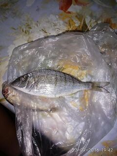 Опознание черноморской рыбы — что за «зверь» попался у берега?