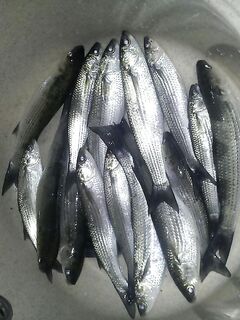 Береговая чуларка в проходы — рабочая схема на ровной волне