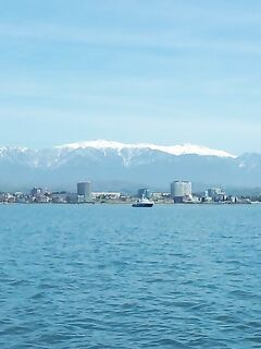 С лодки на самодур: ставрида, мерланг и немного хамсы, дельфин в веревке