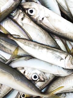 Адлер, Имеретинская бухта: ставрида 5 кг между мутной Мзымтой и береговой кромкой