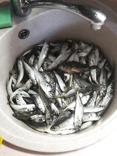 Устье Мзымты — самодур с берега, ставрида и ершик: по косякам до 9–10 штук