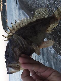 Новомихайловка, поиск точек: ласкирь у мысика и рассветные горбыльки у палаточника