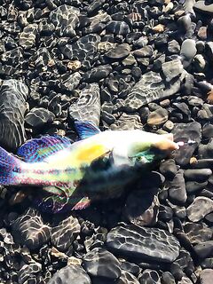 Большой Утриш на майские: стандартные скорпены и бычки, плюс собака и смарида