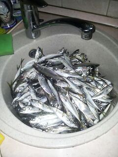 Адлер, дневной береговой темп: 7 кг ставриды, в море пока не выходим