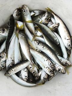 Имеретинская бухта, напротив Фишта: после шторма 5 кг ставриды на крупные ставки с люрексом