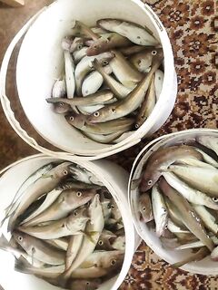 Севастополь, утренний коридор 7–12: средняя пикша, мелкая ставридка и два «дракона»