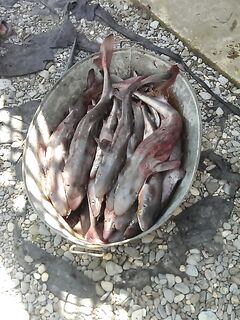 Катраны «примерно 20 голов»: фиксирую результат и жду детали по месту и времени