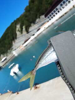 Фото грузятся частями: продолжаю выкладывать уловы по мере возможности