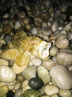 Абхазия, Гудаута: ранние и вечерние выходы, Kaida light 7', и личный рекорд горбыля 1.2 кг