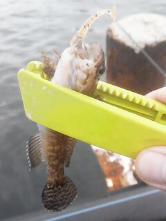 Перчатки против «дракона»: покупка на Астраханской и старый медзажим в помощь пальцам