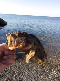 Скорпена и безопасность: брал за нижнюю челюсть, корнцанг выручал, без уколов весь отпуск