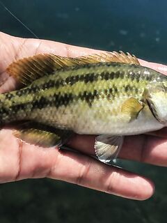 Пирс под запретом, но пропуск получен: барабулька, первая рулена и встреча с «драконом»