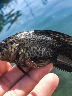 Балаклава, порт и каменные ковры: скорпены из ям и зубастая «Собака» по одной приманке