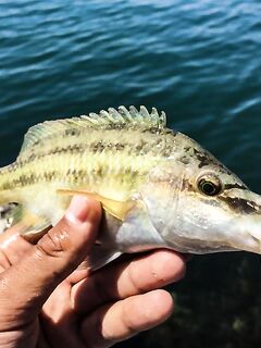 К береговой «стреле» за руленой: зеленухи, откушенные хвосты и неожиданный горбыль днём