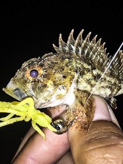 Залив и «риф» в центре: барабулька, первый ласкирь, скорпена и капризы Kasari