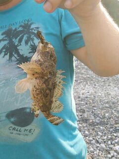 Вардане, эксперимент день к дню: бычок на креветку, краб на фидер и ерш на сбирулино