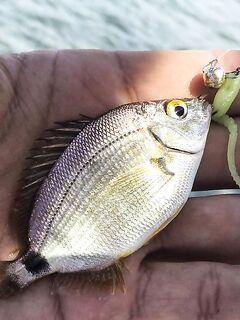 Севастополь, «Дикий пляж» и визор в дугу: ласкири, зеленушки и вольфрам 2 г перед отъездом