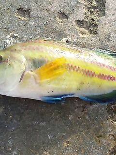 Черноморский выезд, фото ужались, но вопросы остались про снасти и груза