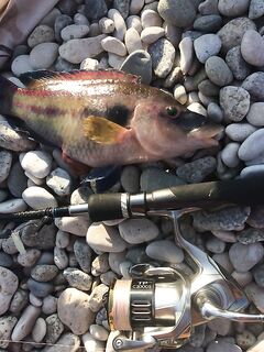 Чёрное море: рецепт вкусняшки и эпизоды «на преснячке»