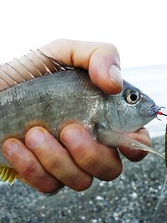 Абхазия, Багрипш: утренний конструктор, карась в темпе и «любитель червя»