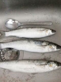 Болгария, утренний забег: кефаль до прихода дельфинов