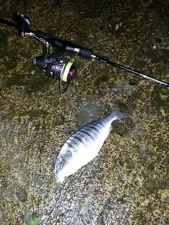 Адлер, Южный-2: проводка вдоль волнореза и горбыль «в отвес»