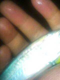 Витязево: песчаное дно, бомбарда 20 г и вечерняя ставрида с пирса