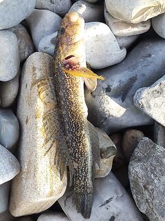 Геленджик и Джубга: рокфишинг после шторма, мелкие рачки рулят