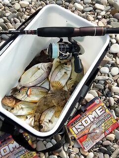 Новомихайловский: утренний карась и ночная скорпена на краба и нереиса