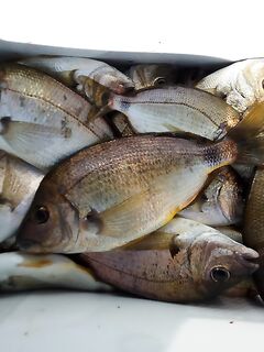 Новомихайловское: ночная скорпена и утренний конвейер по ласкирю на лодке