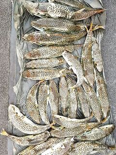 Средиземное море, Кипр: фугу не брать в руки — уничтожать по правилам