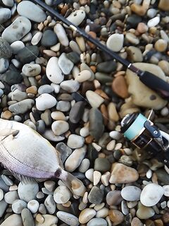 Утро в карасёвом прибое на Чёрном море, последний день перед поездом