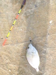 Николаевка, Крым: регулярные поклёвки на креветку и тихая береговая прогулка