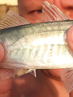 Пирс и поплавок: креветка и мидия, днём окунёт, вечером ставридка — три десятка рыбы