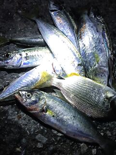 Гагры вечером: отводной с маракуйей, ставридка дурит, луфарь и карась добавляют драйва