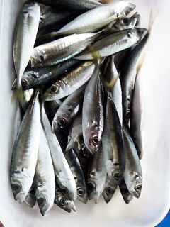 Зимняя Ялта без берега: вся активность с лодок в 400–700 м, у дна и с тяжёлым грузом