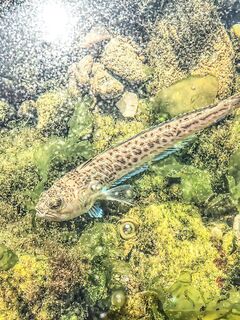 Севастопольские летние сессии: солнце жарит, вода прохладная, а клев бодрит