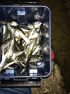 Фотографии дневных выходов: волны, валуны и следы кефали на кромке водорослей