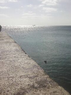 Заплывы с маской от Нового Света до Судака: кефаль, пеленгас и одна встреча со скатом