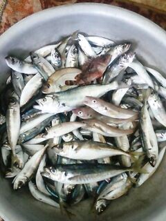 Севастополь с лодки: подвеска до 9 утра, потом микроджиг и «почти ручные» дельфины