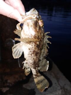 Евпатория с аварийного пирса: донка, техас в отвес и осторожно с дракончиком