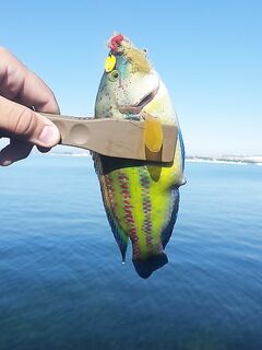 Рокфишинг на диком пляже Геленджика: три часа экспериментов с нереисой и рачками