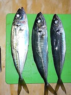 Ставрида на мини пилькеры и микросиликон: короткая утренняя рыбалка в Крыму вкуснее мая