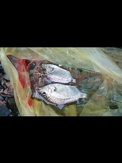 Фото не грузятся — скрины: делюсь отчётом в формате, который сейчас проходит