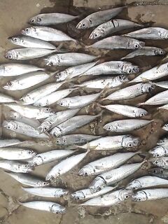 Последняя МОРСКАЯ в сезоне: закрытие и переключение на Оку — точка поставлена