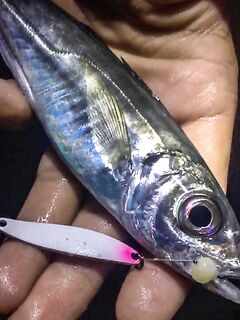 Ставрида опаздывала: Spider Pro до 5 г, джиг-головы 1.3–2.5 и ночной выход