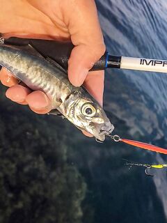 Остров по грудь и сарган-«макароны»: два пилькера улетели, но вечер незабываем